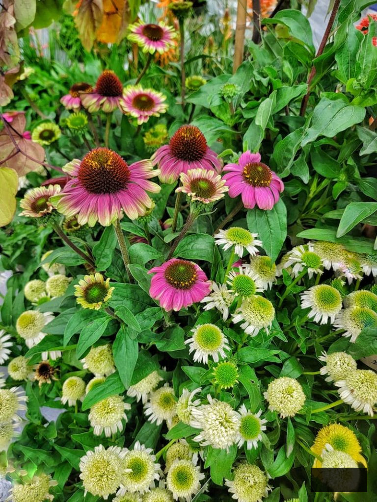 coneflowers thriving in the cottage garden
