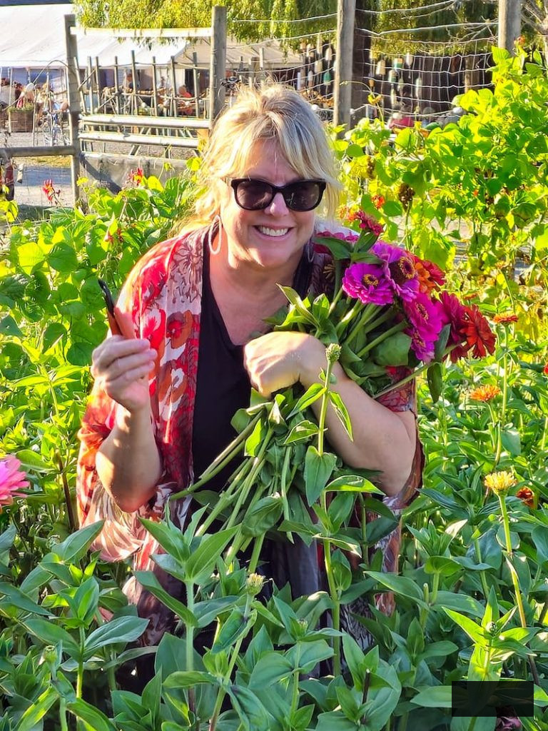 trimming zinnias in the garden