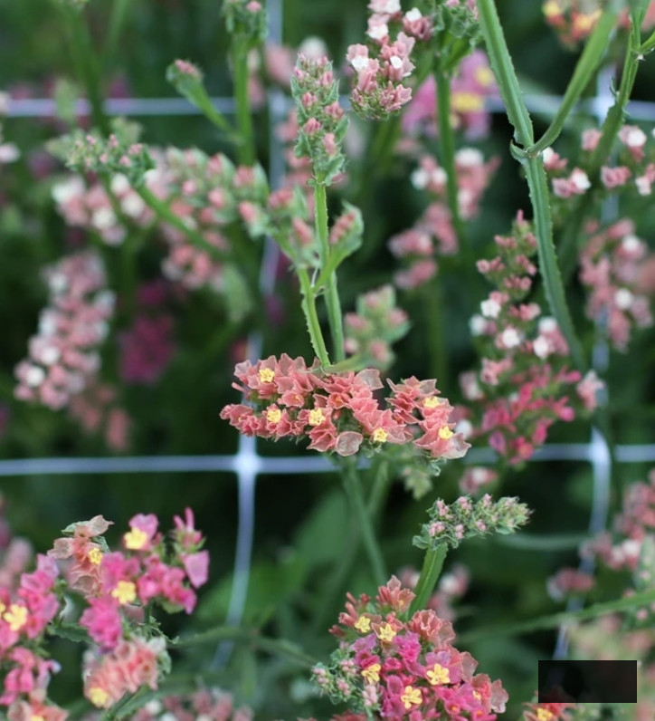cut flower garden seeds: statice