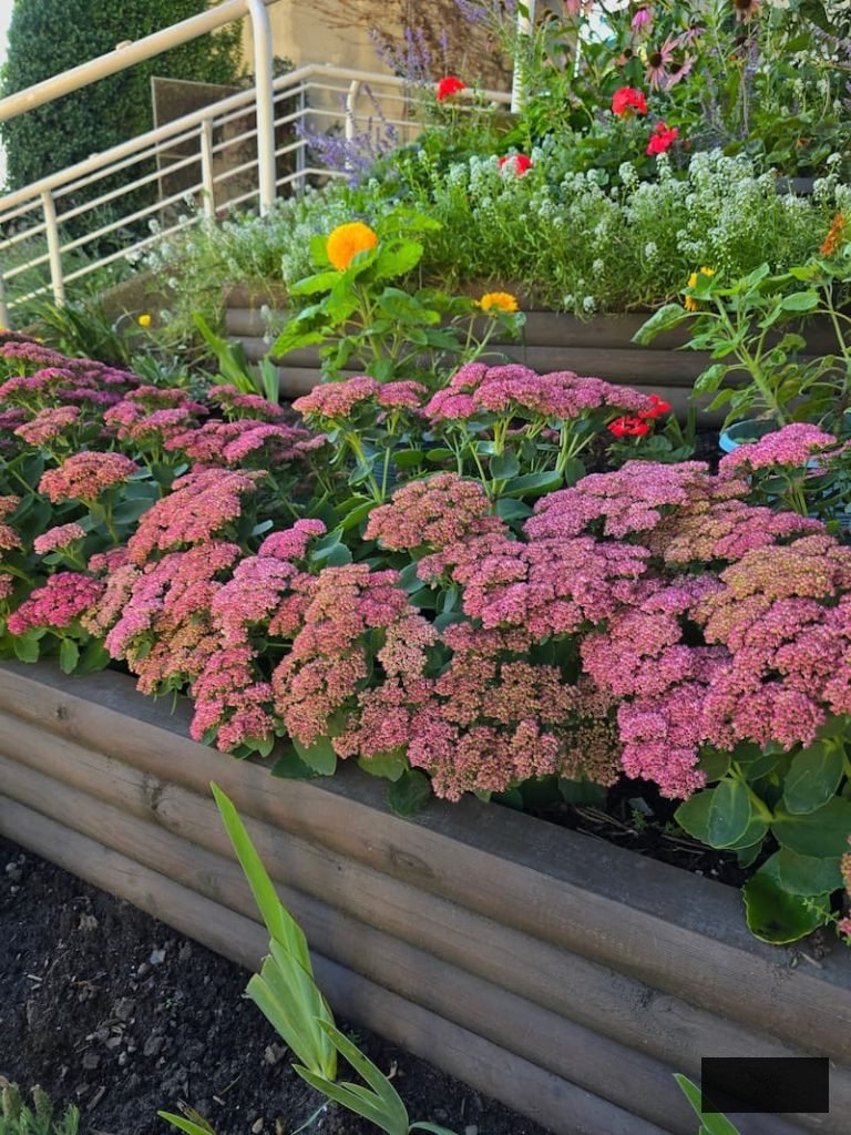 dusty rose sedum autumn joy flourishing in raised beds