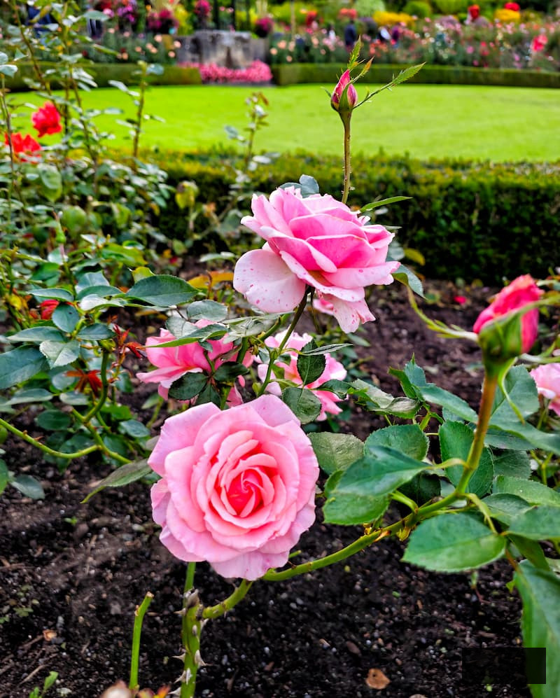 pink roses growing in the garden