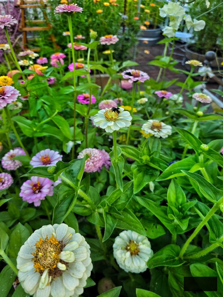 soft pink and cream zinnias flourishing in the cut flower garden while bees pollinate