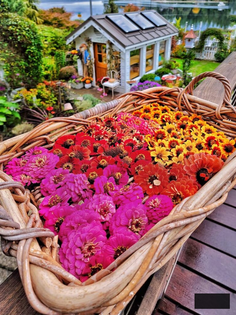 basket filled with zinnia flower heads for seed collection