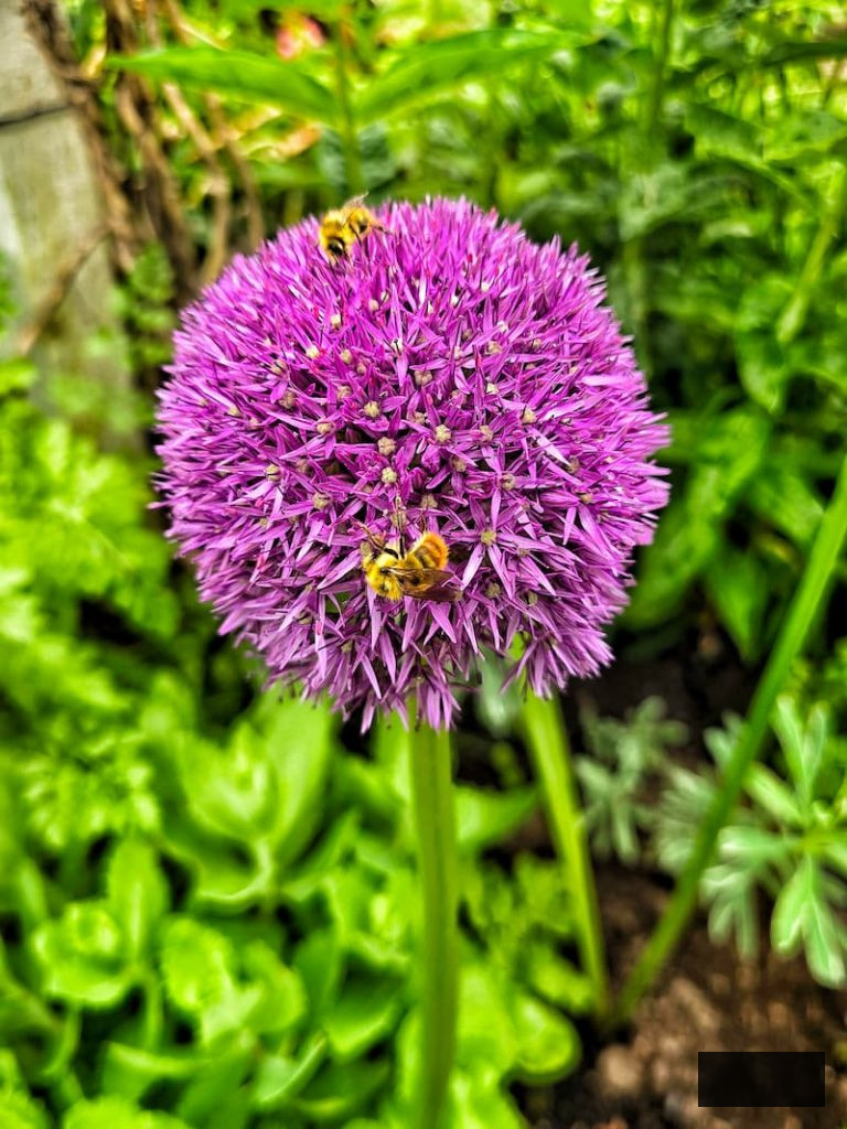 purple allium in the garden with bee pollinating