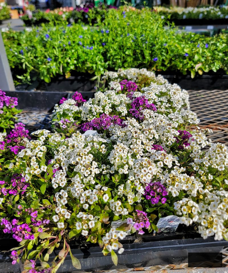 purple and white Sweet Alyssum