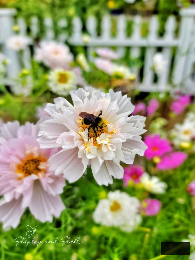  delicate pink cosmos with bees pollinating