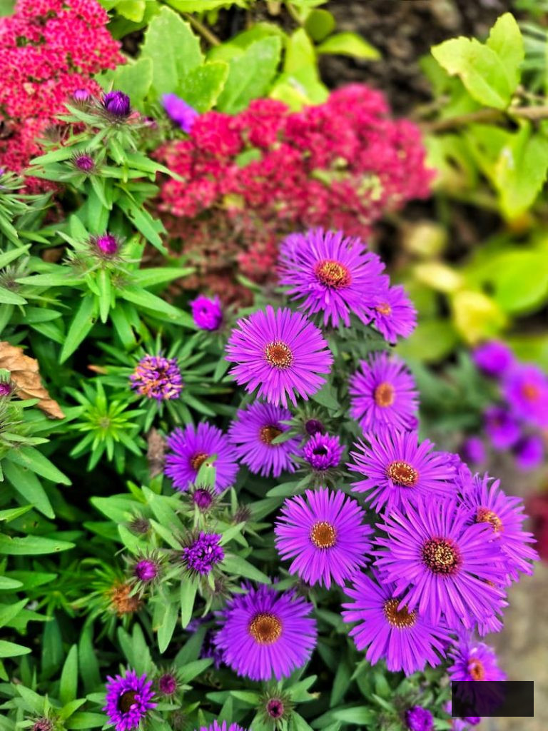 purple asters thriving in the fall garden