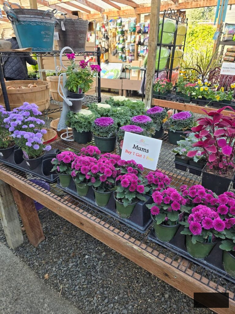 autumn plants such as mums and ornamental cabbages on sale at the local nursery
