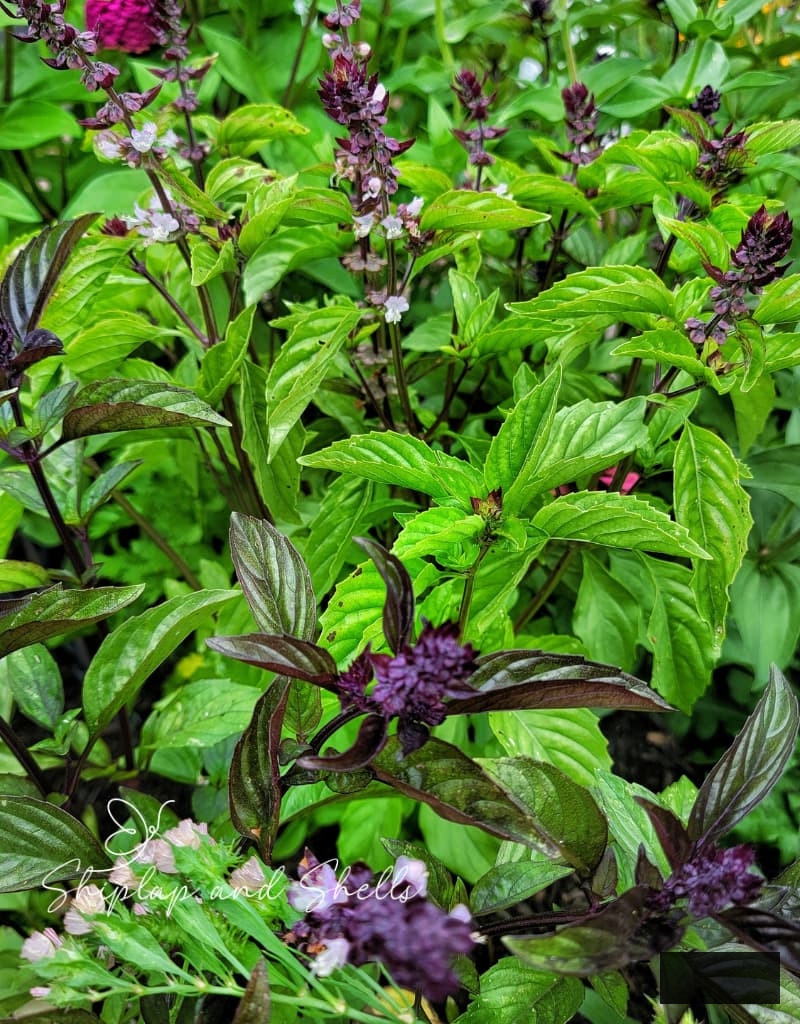 basil cinnamon cultivating in the cut flower garden