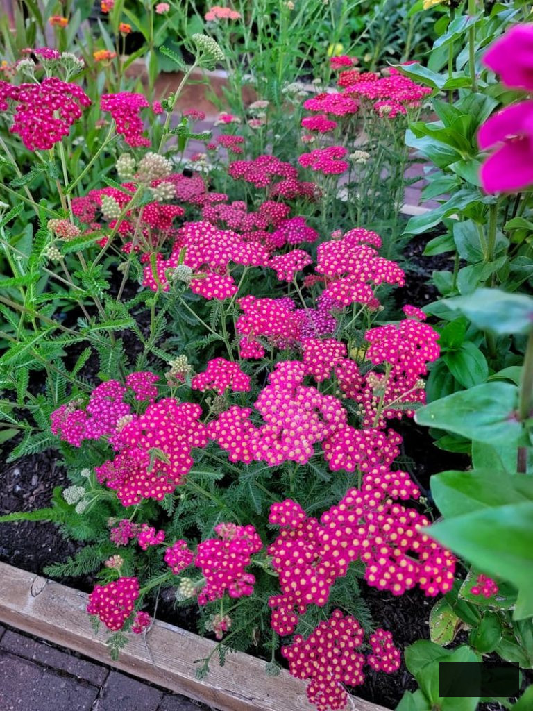berry mix yarrow flourishing in the garden