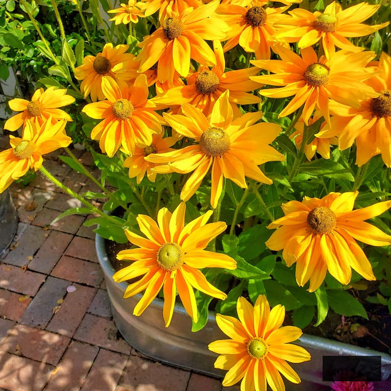 yellow black-eyed Susans in a barrel flourishing in the garden