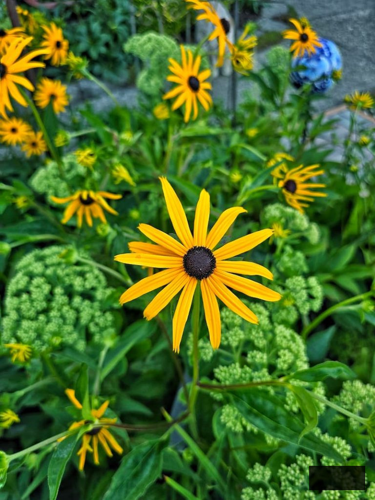 golden black-eyed Susans growing in the garden