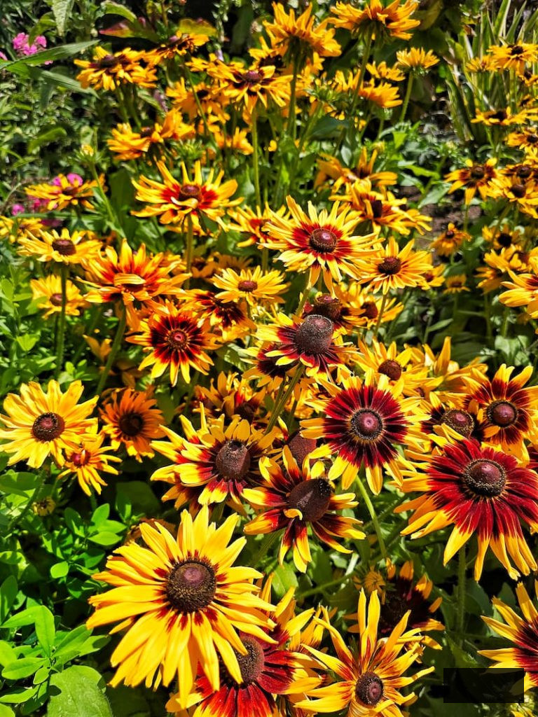 black eyed Susans growing in the summer garden
