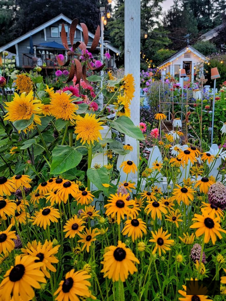 yellow sunflowers and black-eyed Susans in garden
