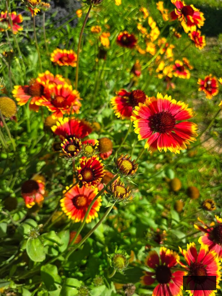 orange and yellow blanket flowers in the garden