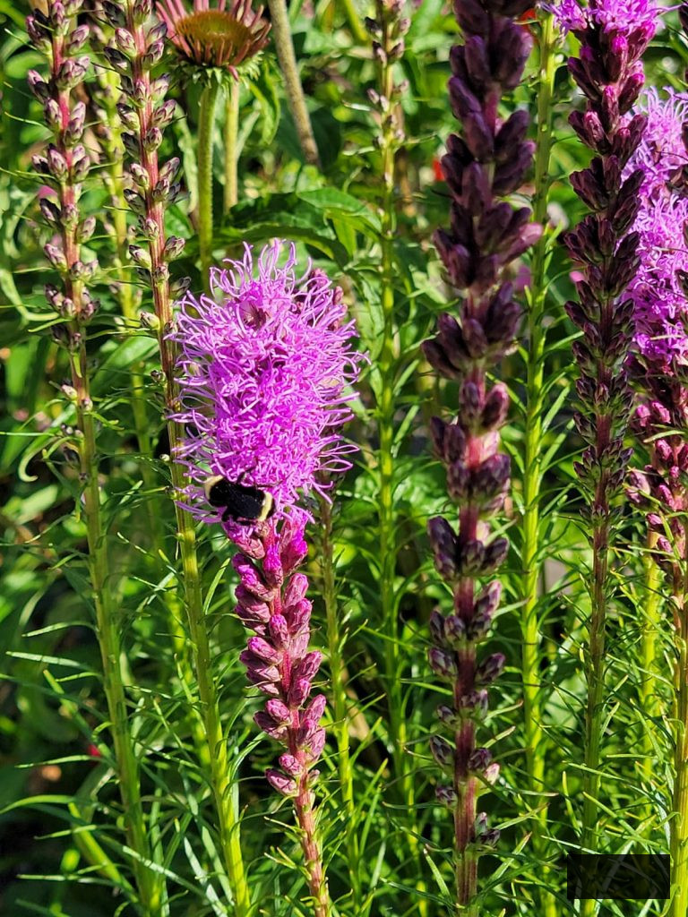 purple feathery blazing star with bumble bees pollinating