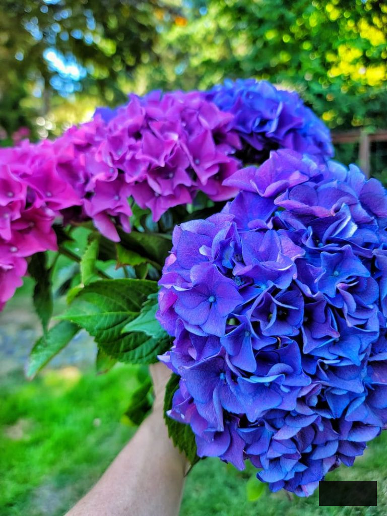 blue and purple hydrangeas