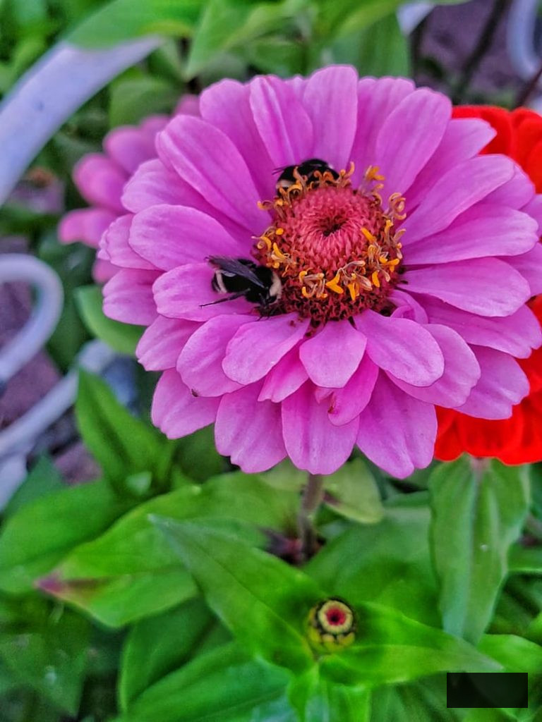 vibrant pink zinnia with bumblebee