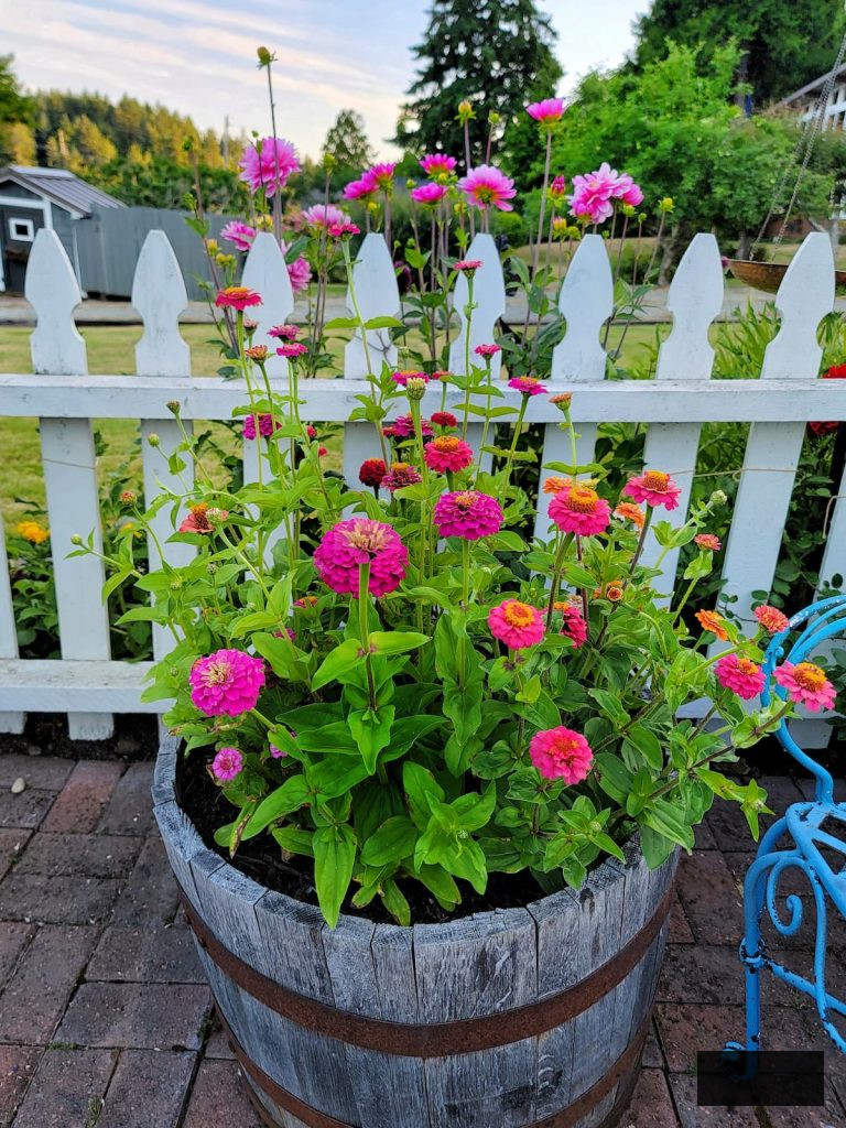 vibrant summer zinnias in a wine barrel 