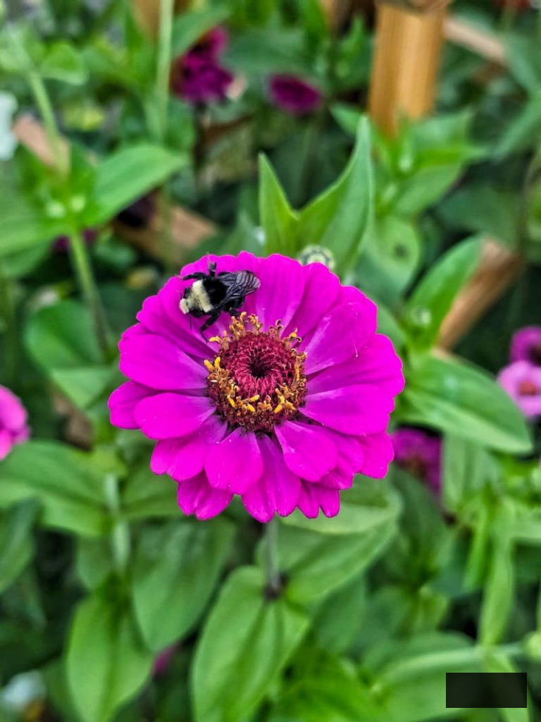 bright zinnias attracting pollinators like bumble bees