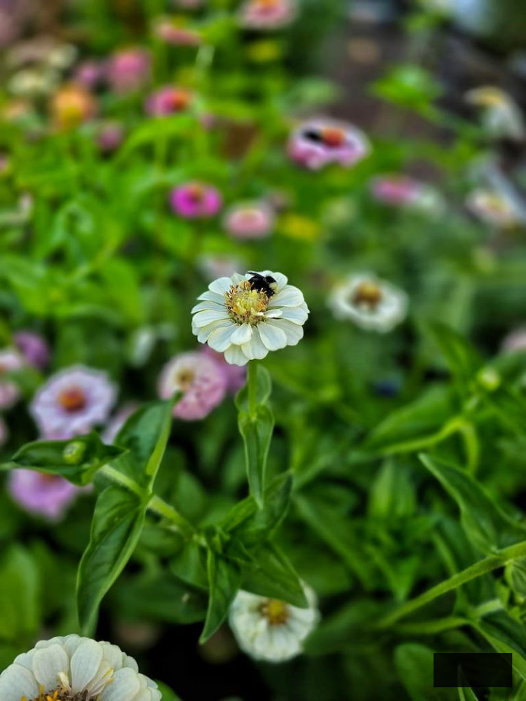 white and pink zinnias with bees pollinating