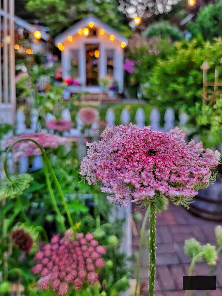 chocolate lace flower and greenhouse