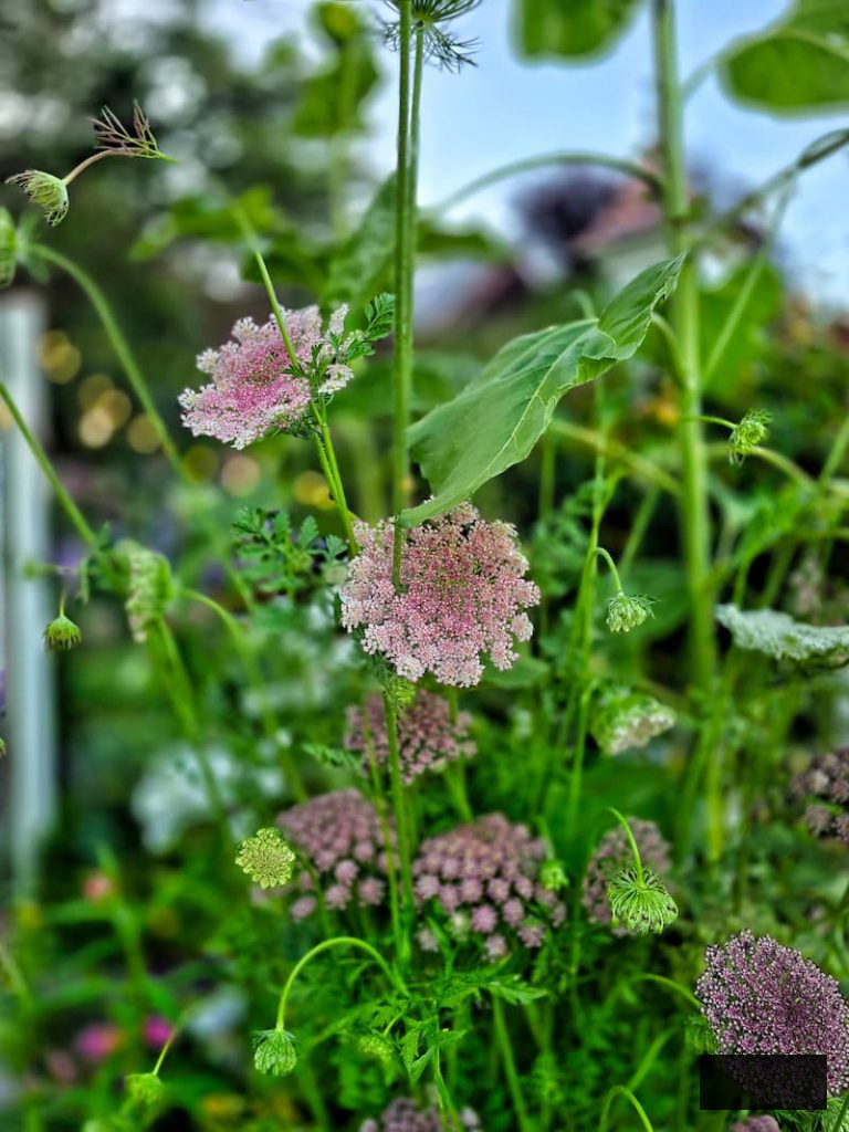 Chocolate Laceflower Dara growing in the garden