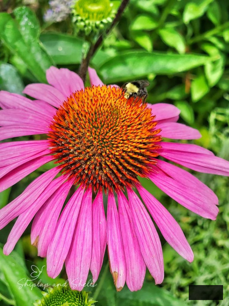 purple coneflower with bee pollinating