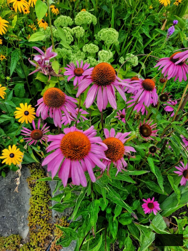 violet coneflowers, sedum autumn joy, and golden black-eyed Susans flourishing in the garden