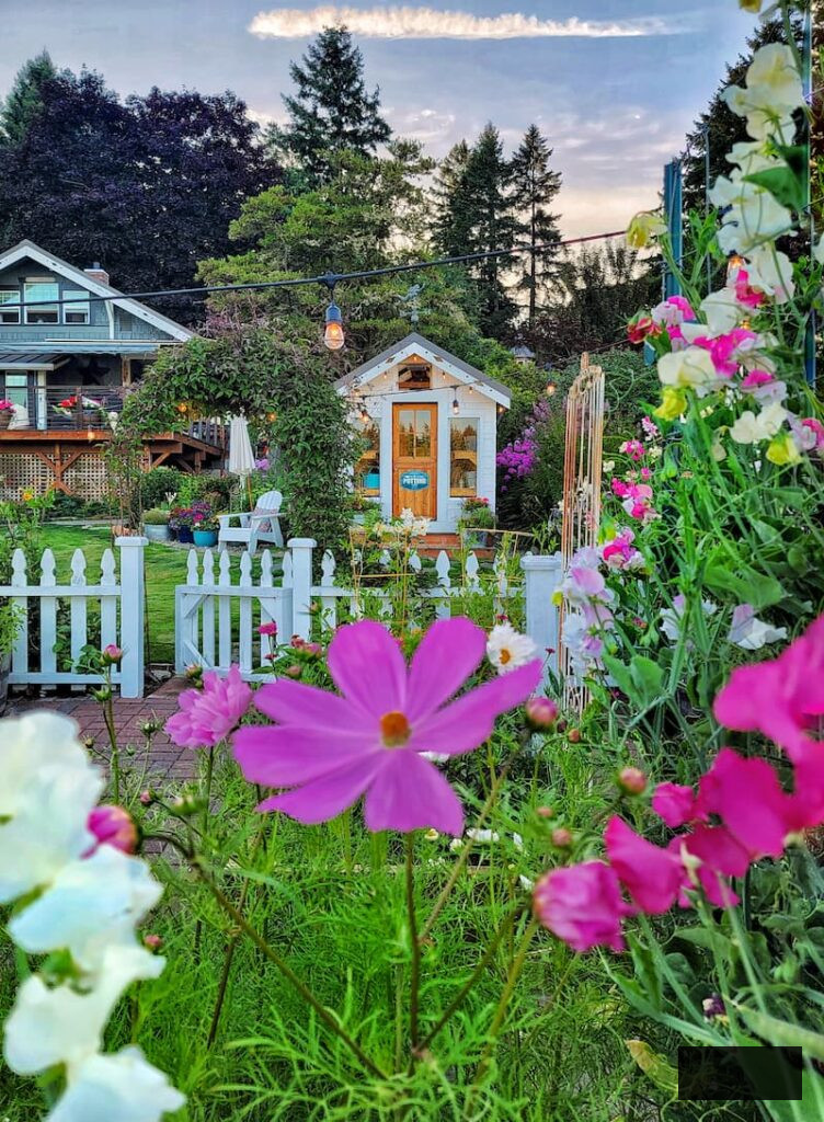 fuchsia cosmos growing in front of the greenhouse