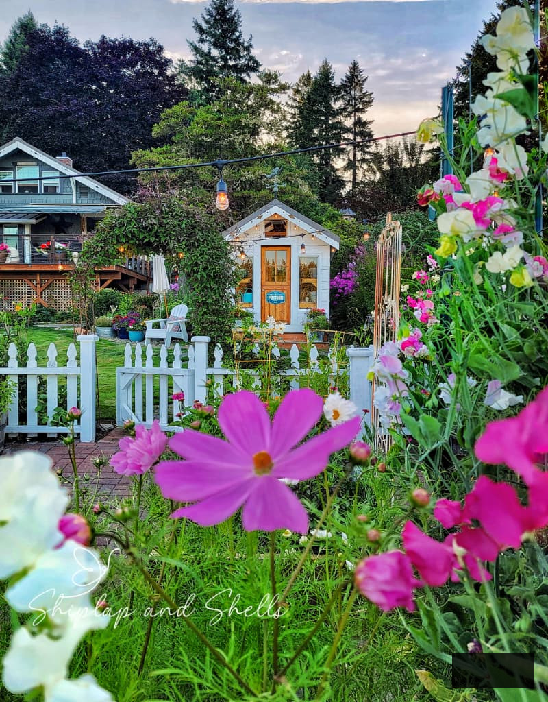 greenhouse and cut flower garden with cosmos