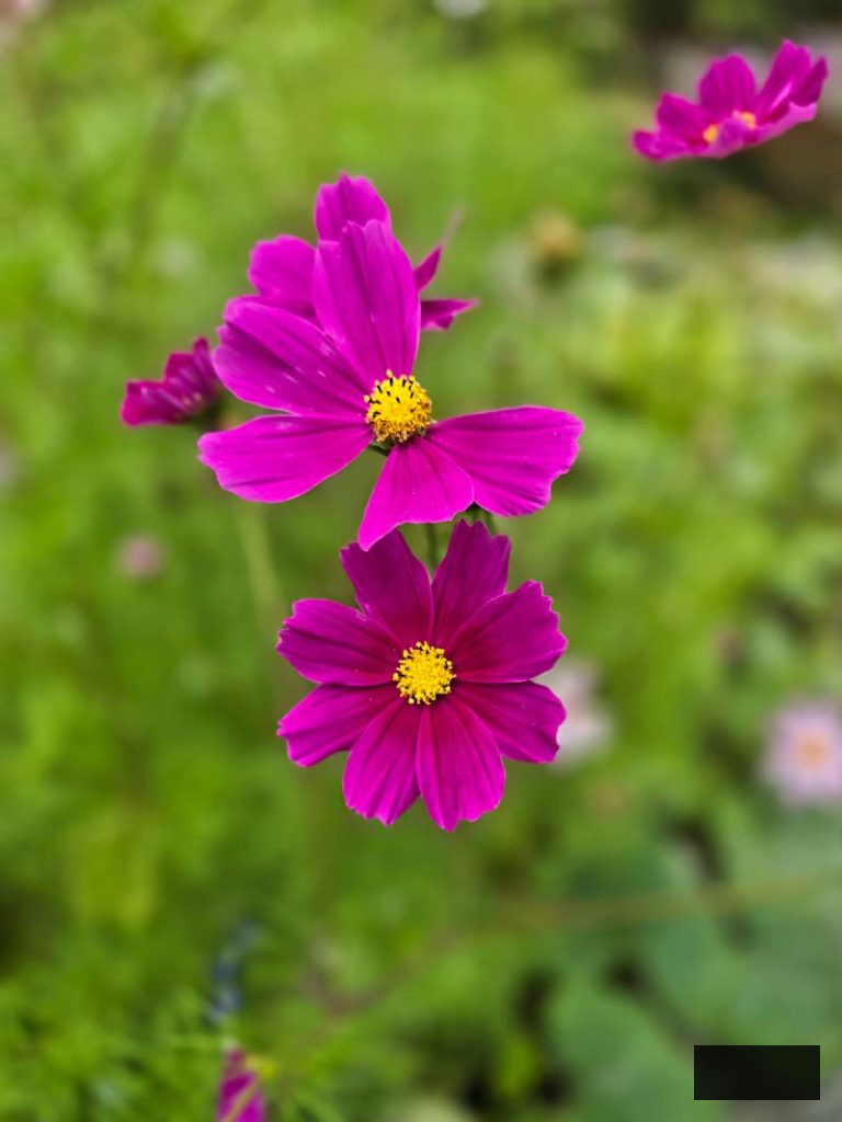 fuchsia cosmos blossoms in the summer garden