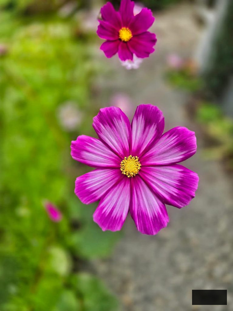 fuchsia cosmos in the garden