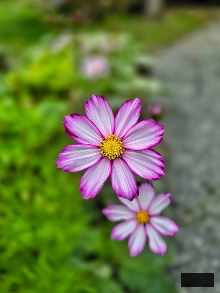 white and fuchsia cosmos