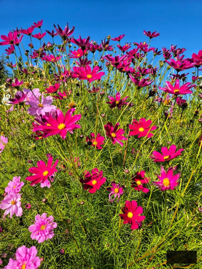 pink and fuchsia cosmos blossoms flourishing in the garden