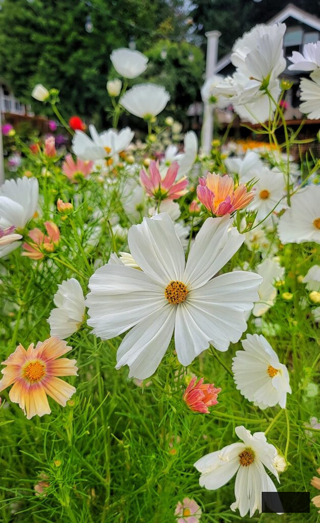 white and apricot cosmos growing in the cut flower garden