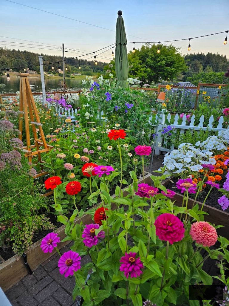cut flower garden in the summer months