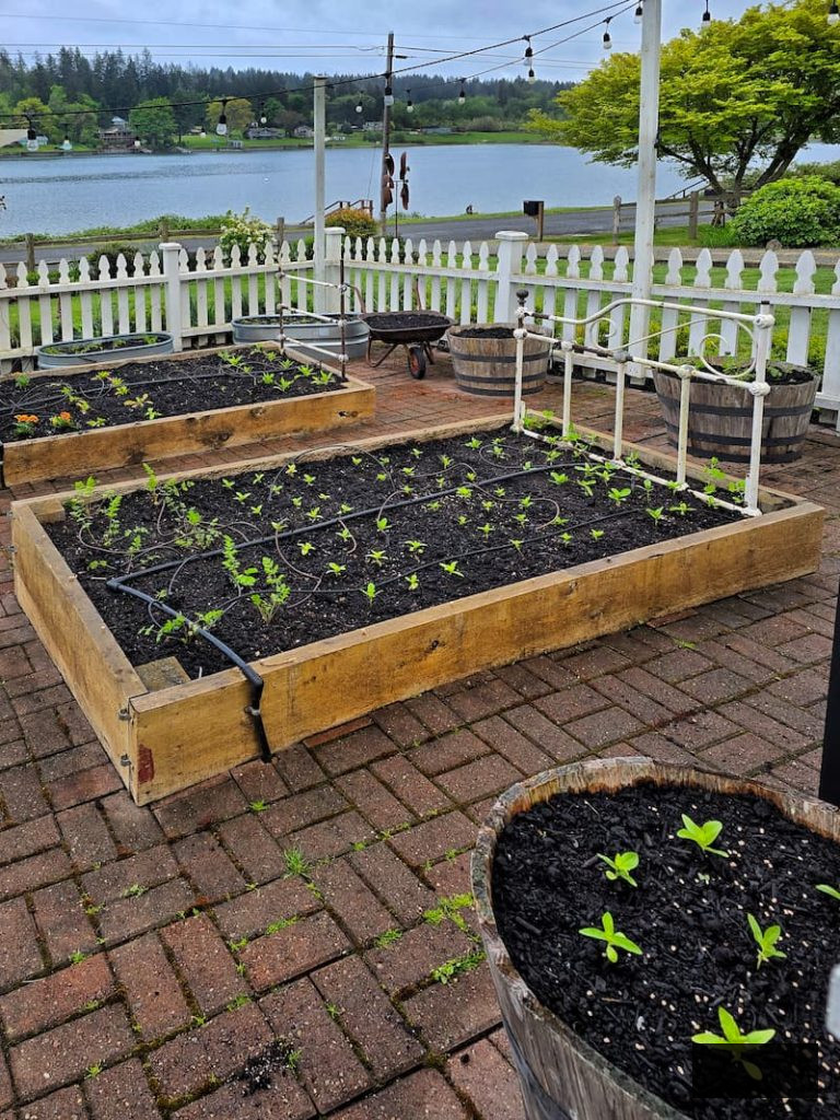 raised beds with new seedlings planted in fresh fish compost