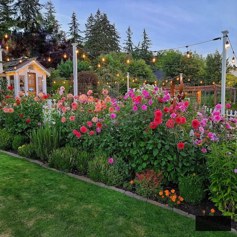 bright colored dahlias in the summer garden and greenhouse in background