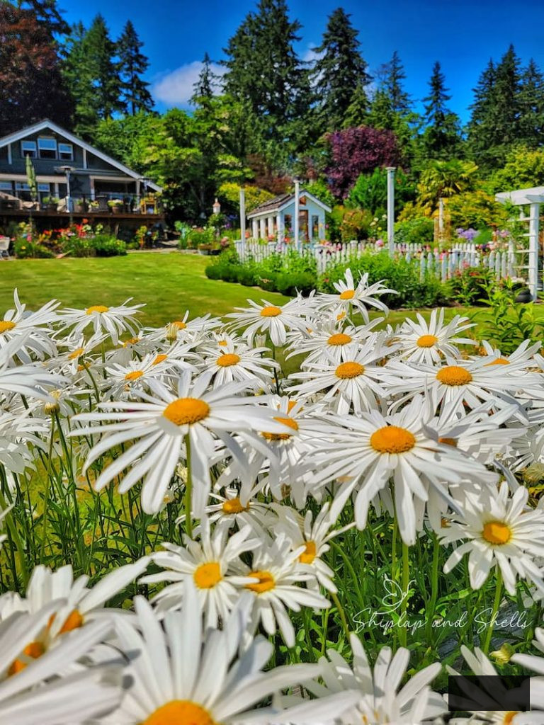 Shasta daisies in the garden
