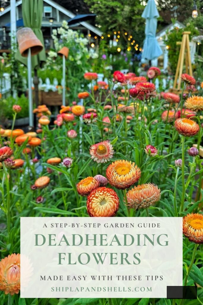 a step-by-step garden guide  to deadheading flowers