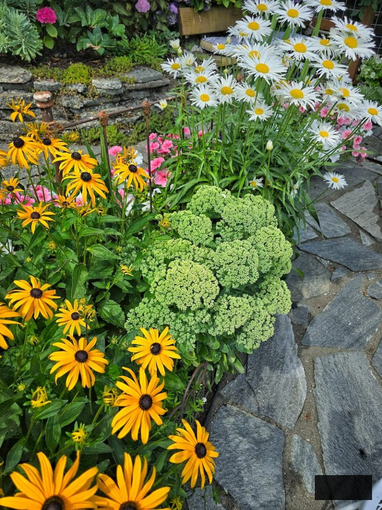 daisies, black-eyed Susans, and sedum autumn joy are all flourishing in the pollinator garden