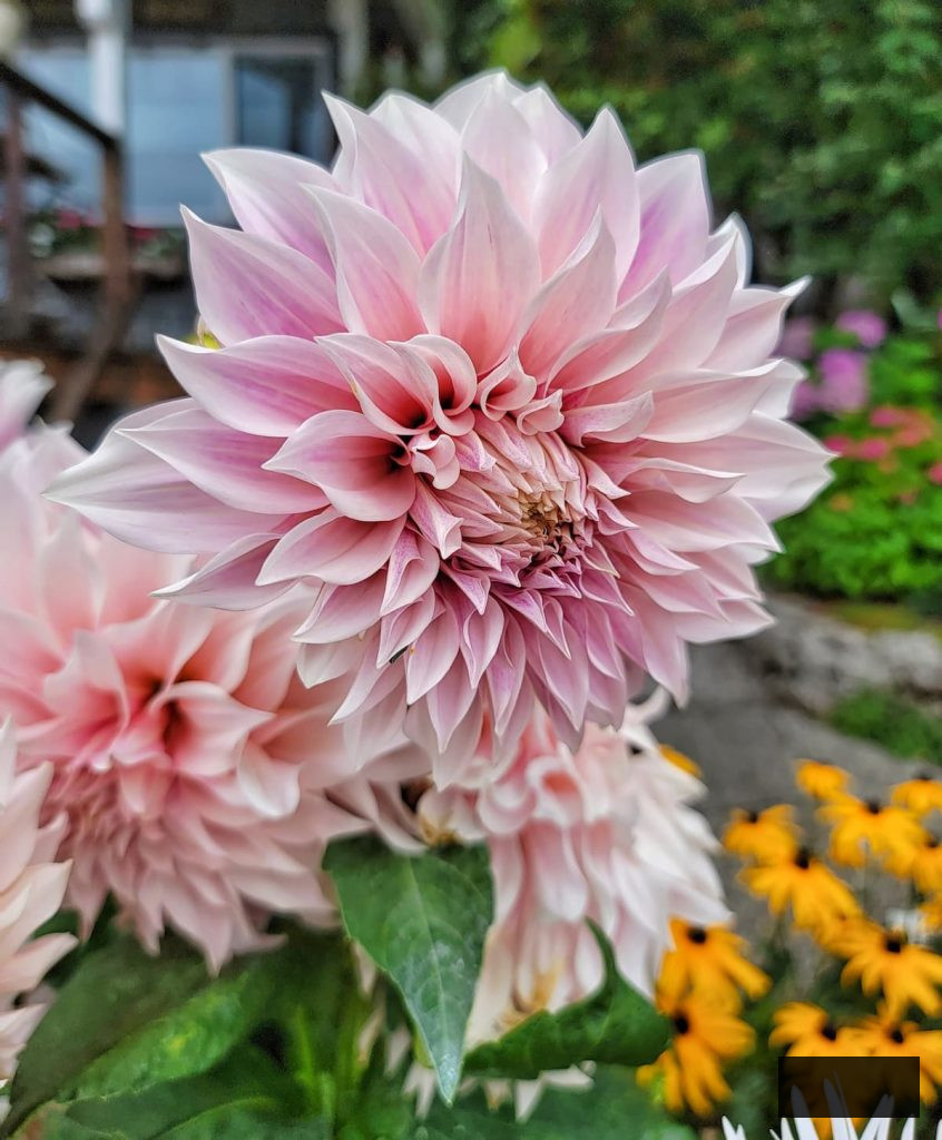 cafe au lait dahlias in the cottage garden