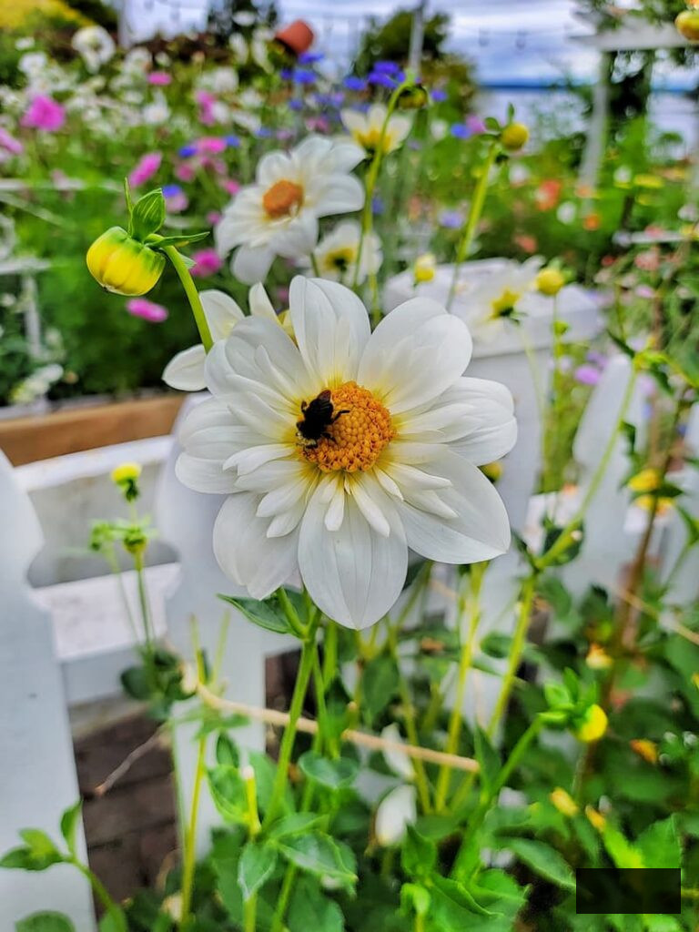 cream dahlias with yellow centers and bee pollinating