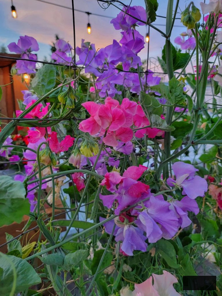 purple and fuchsia sweet peas in the cut flower garden