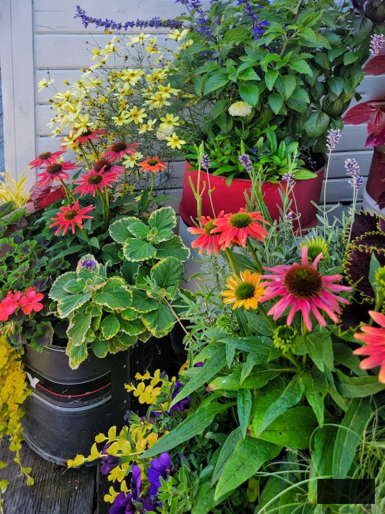 summer flower containers