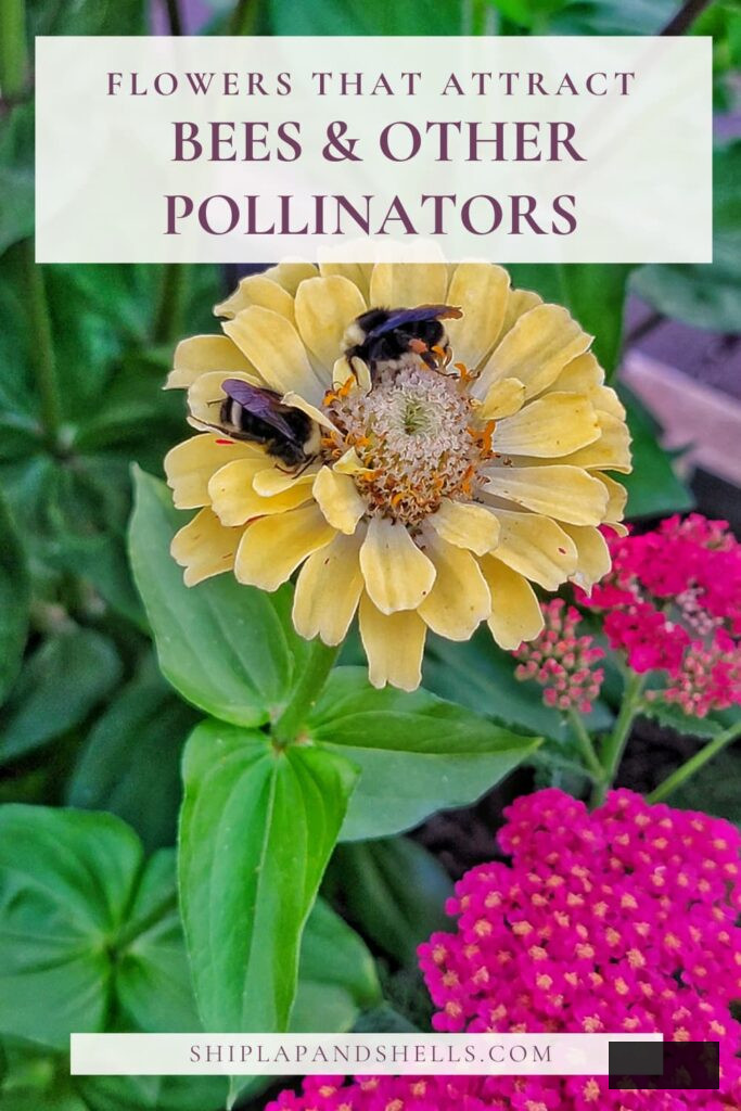 flowers that attract bees and other pollinators