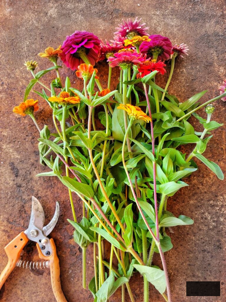 picking zinnias from the garden