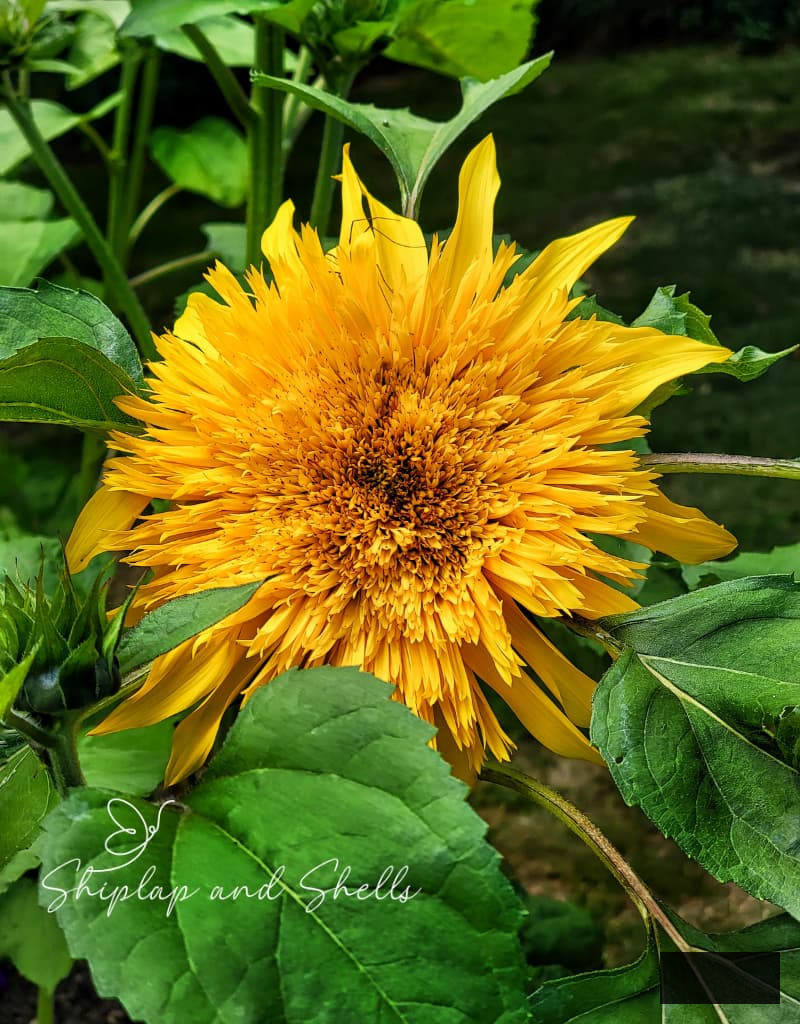 cut flower garden seeds: frilly yellow sunflower