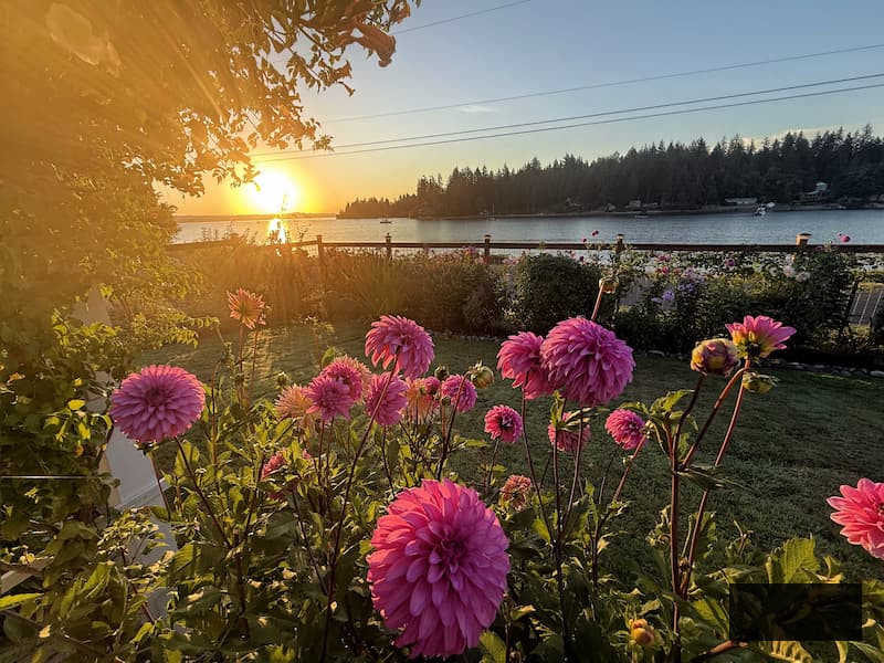 sun setting over the bay with fuchsia dahlias flourishing in the garden